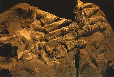 Mano fossile umana ritrovata a Bogot (Colombia), appartenente alla collezione Gutierrez. La roccia che la contiene ha un'et di 100-130 milioni di anni. 